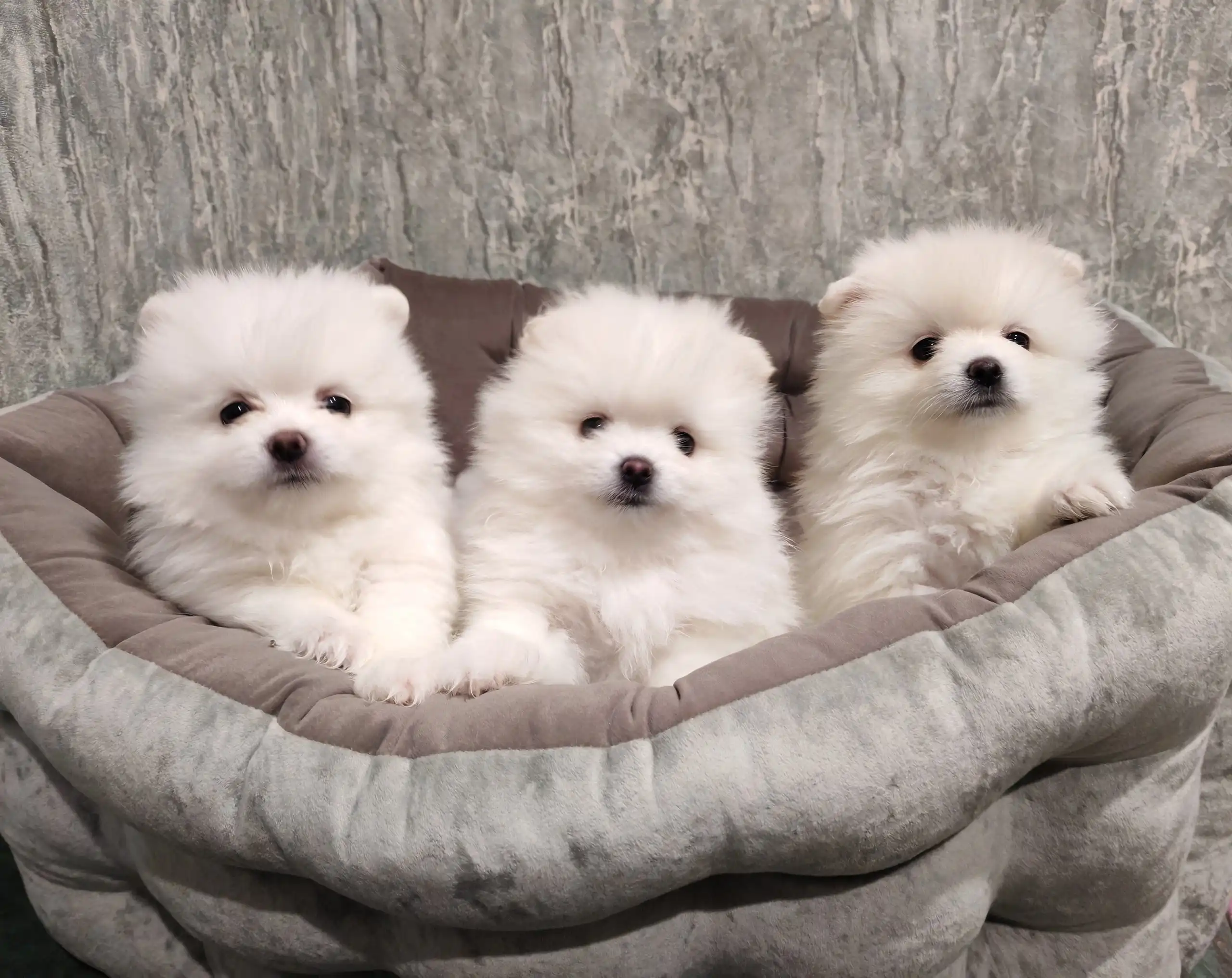 Померанские шпицы готовы к переезду