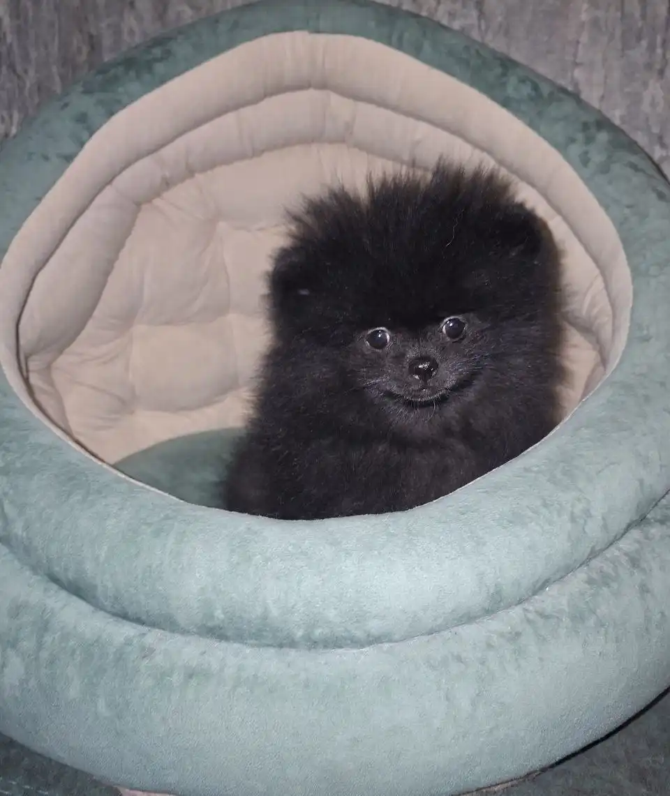 Померанские шпицы готовы к переезду