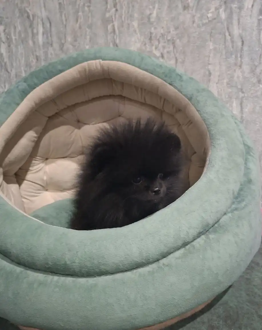 Померанские шпицы готовы к переезду