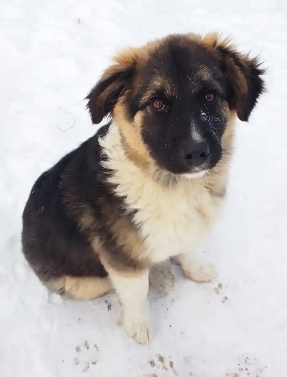 Щенок-мальчик, 3 мес. для ответственного хозяина