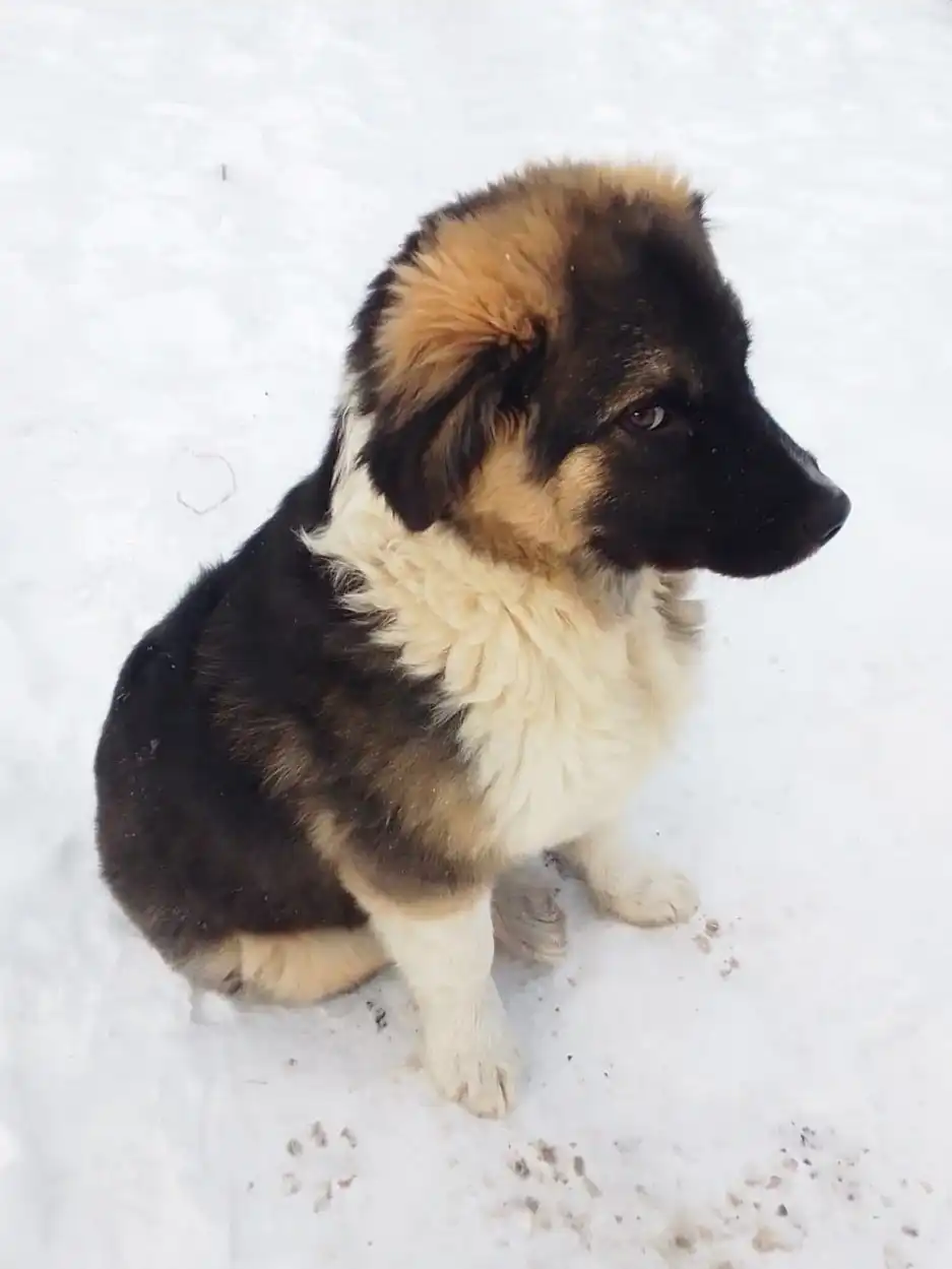 Щенок-мальчик, 3 мес. для ответственного хозяина