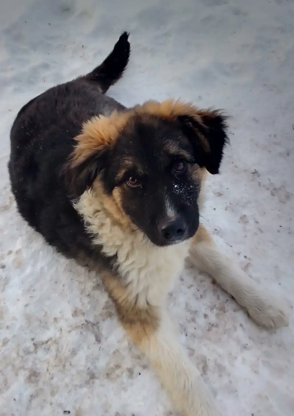 Щенок-мальчик, 3 мес. для ответственного хозяина