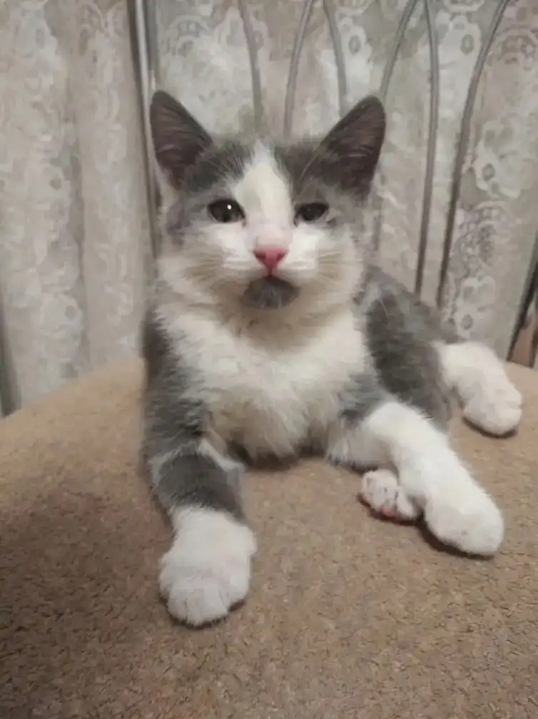 Отдам котика в Бородино