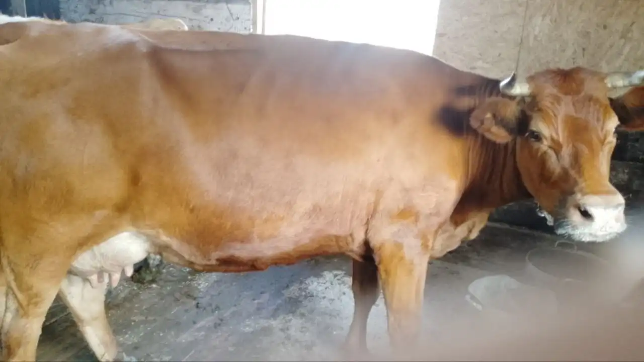 Покупка КРС для хозяйства