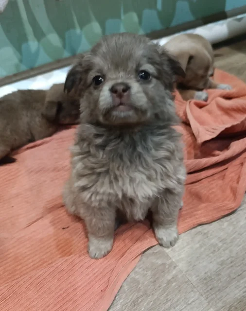 Щеночки в добрые руки - частное объявление в Рыбинский район