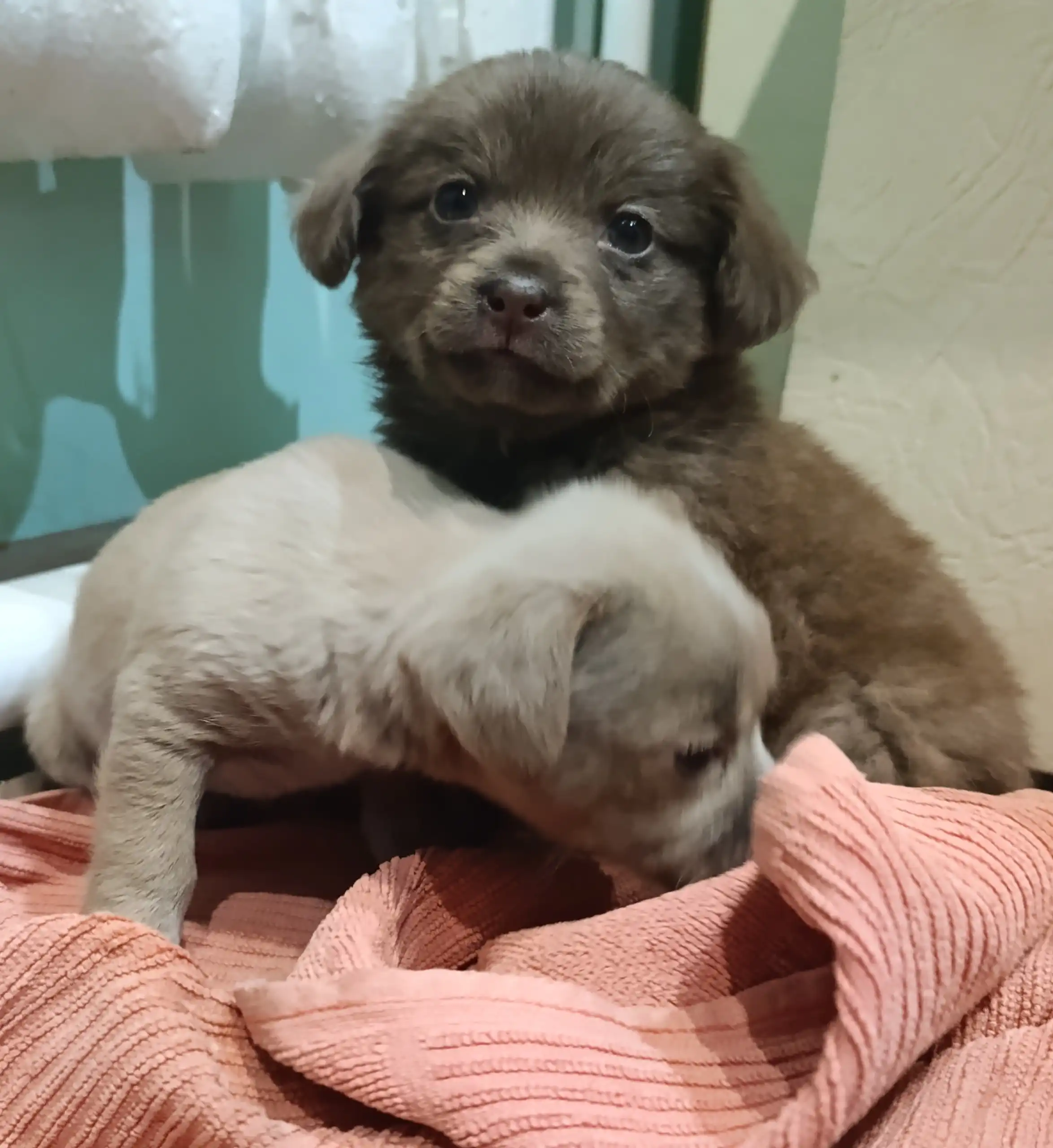 Щеночки в добрые руки