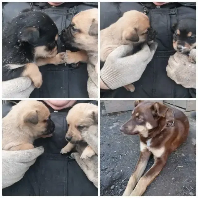 Щенки в добрые руки - частное объявление в п. Урал