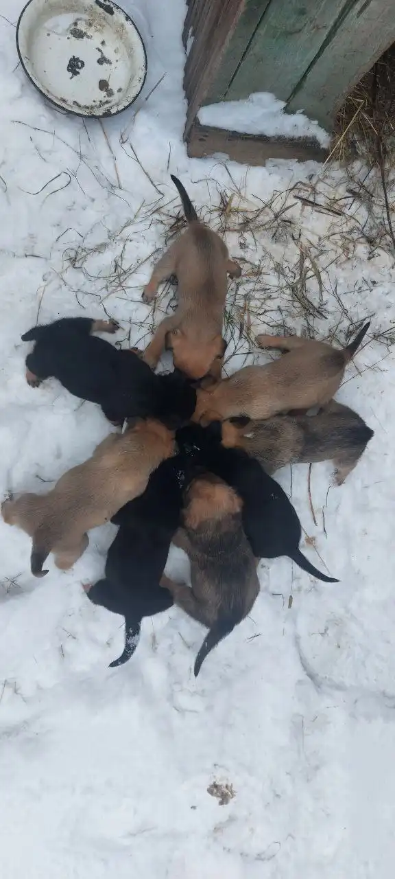 Щенки в добрые руки - Собаки (Животные) в п. Урал