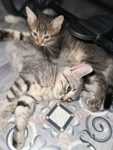 Две девочки ищут добрые руки - частное объявление в Неизвестно