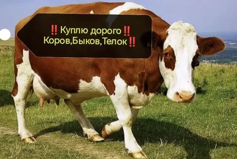 Покупка скота: коров, быков, телок, лошадей - частное объявление в Рыбинск