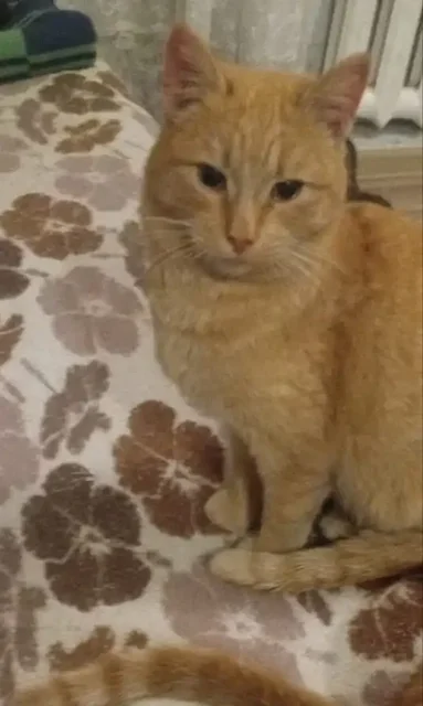 Ищет дом молодой рыжий кот - частное объявление в Рыбинск