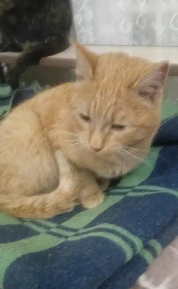 Ищет дом молодой рыжий кот - Кошки (Животные) в Рыбинск
