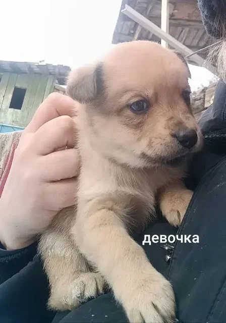 Щенки в добрые руки - Животные в п. Урал