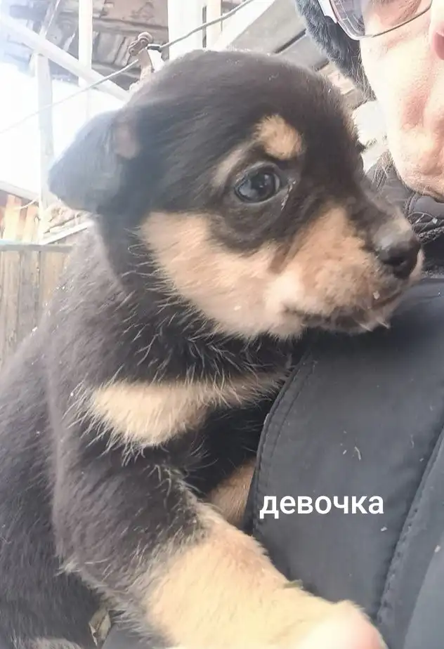 Щенки в добрые руки - Собаки (Животные) в п. Урал