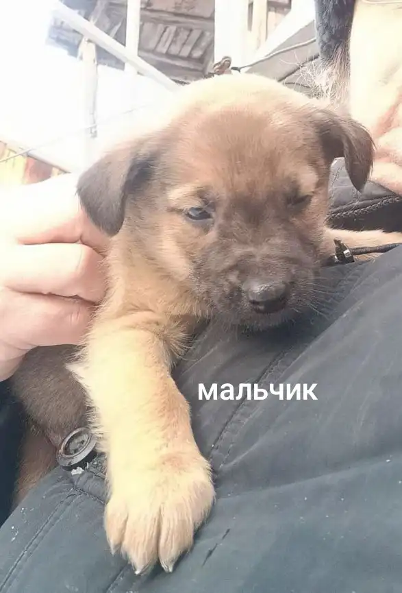 Щенки в добрые руки - Собаки (Животные) в п. Урал