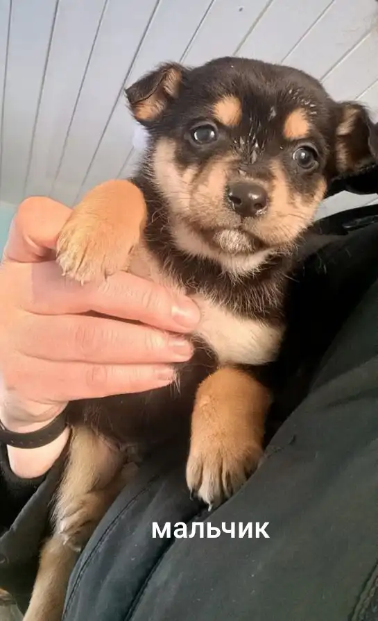 Щенки в добрые руки - Собаки (Животные) в п. Урал