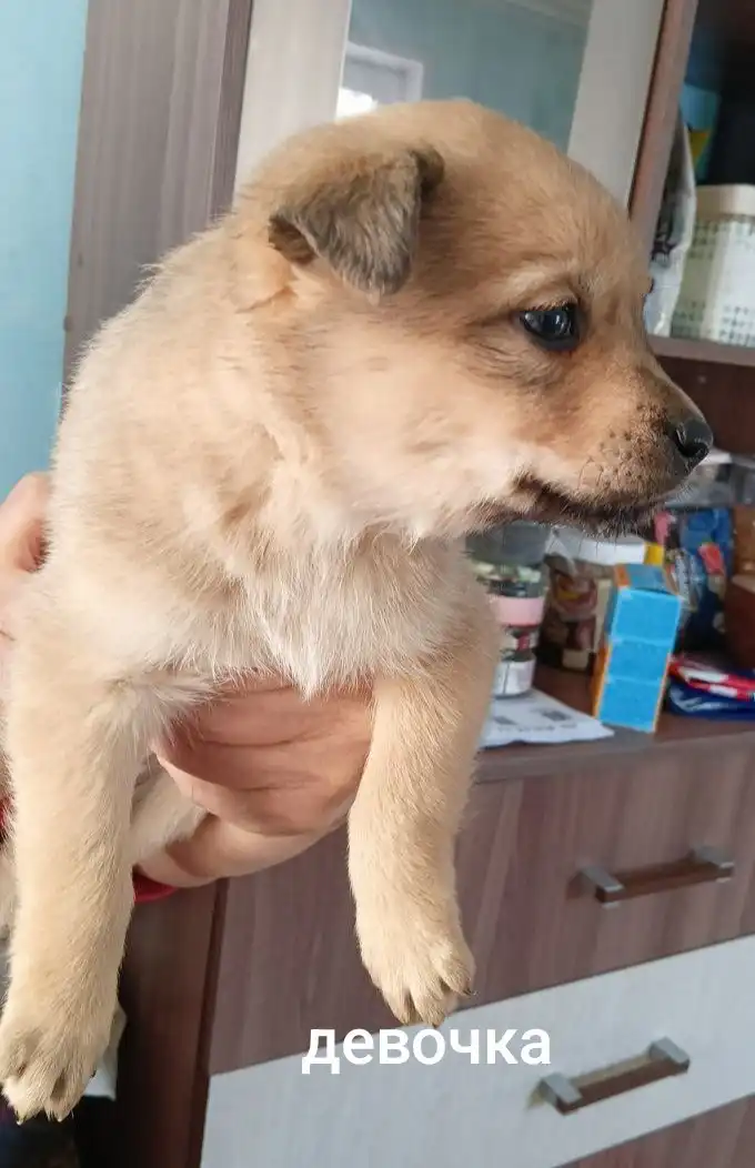 Щенки в добрые руки - Собаки (Животные) в п. Урал