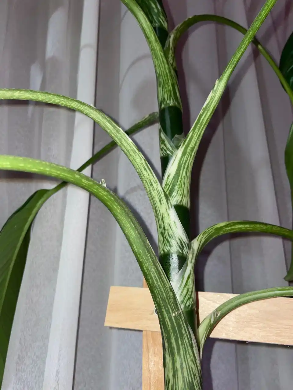 Продам цветок Дифенбахия