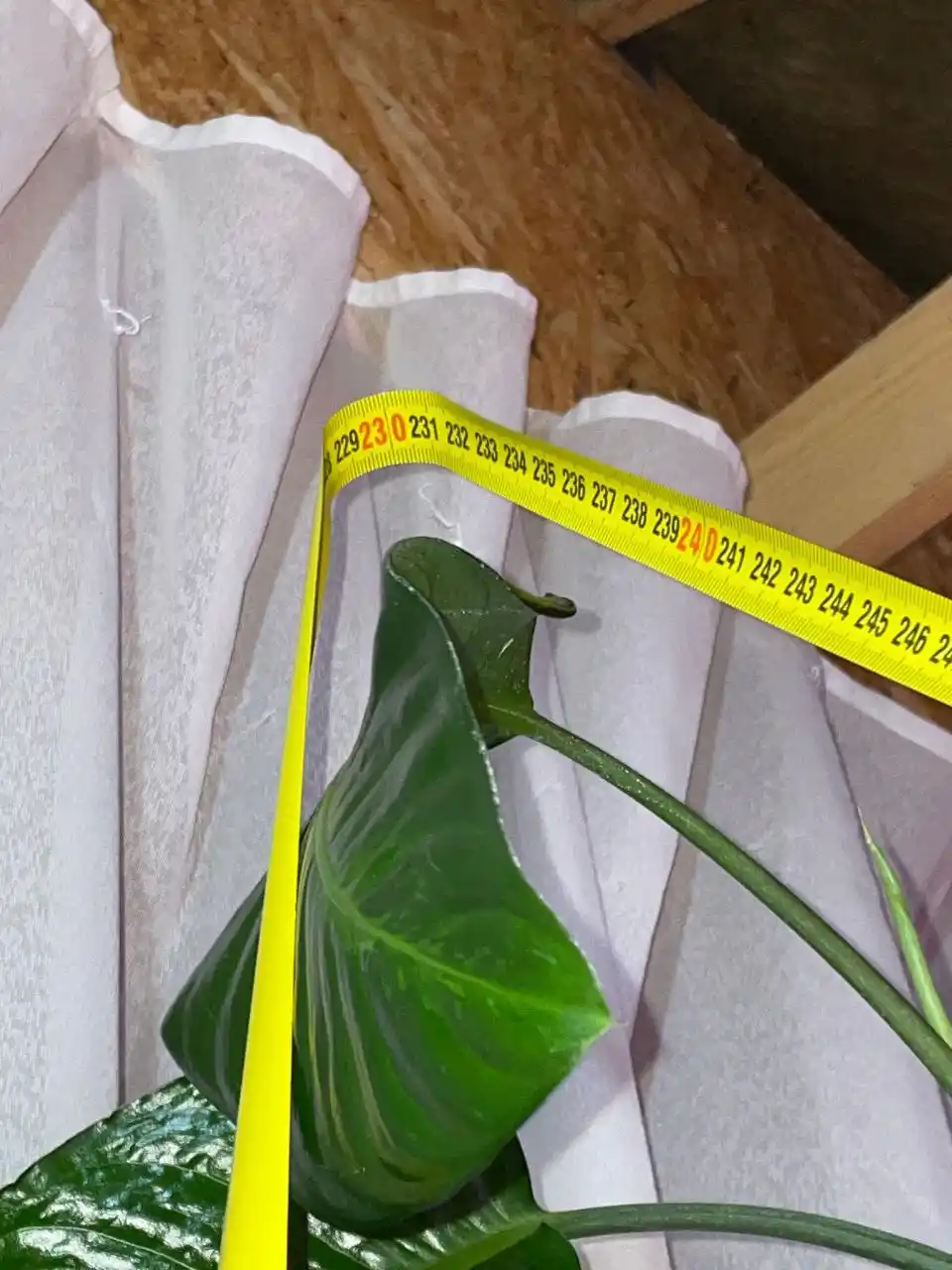 Продам цветок Дифенбахия