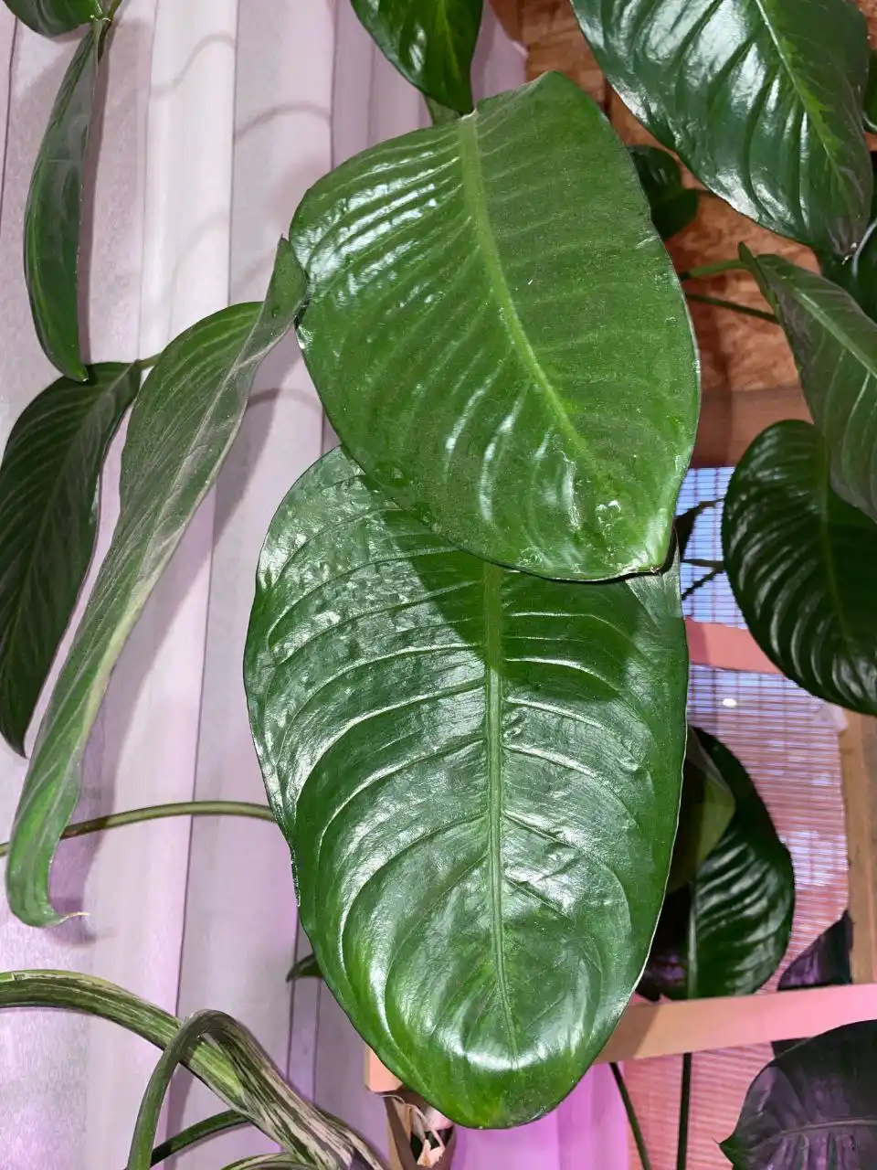 Продам цветок Дифенбахия