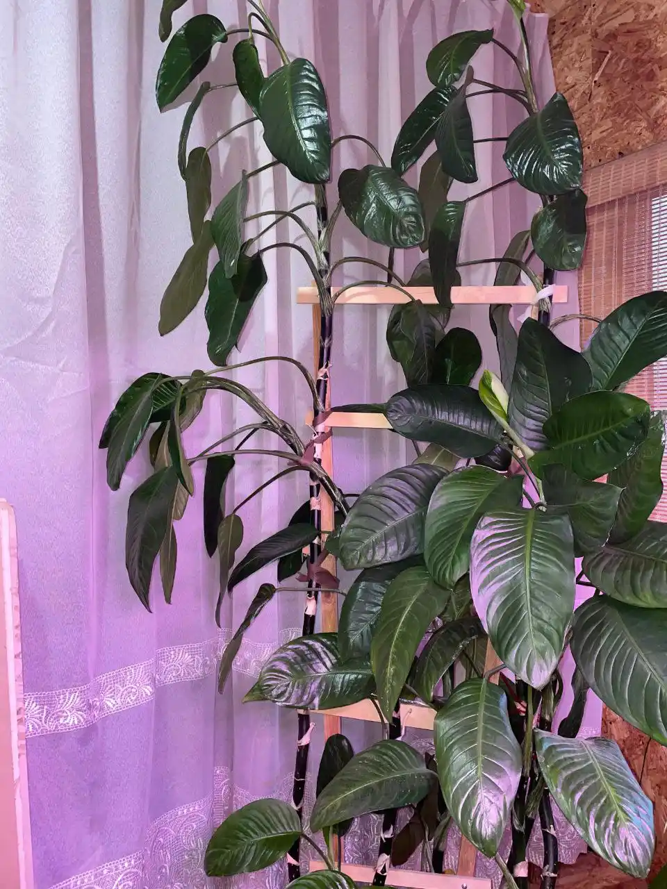 Продам цветок Дифенбахия