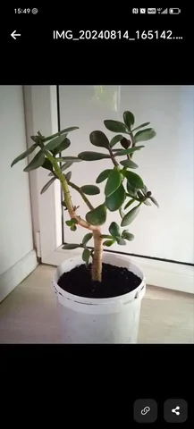 Продам толстянку - Хобби и отдых в Воронеж