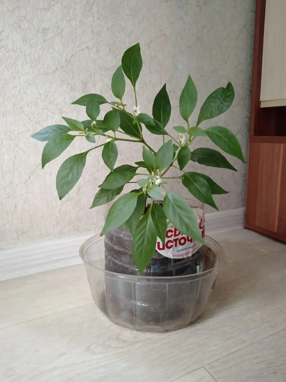 Продам горький перец Огонёк