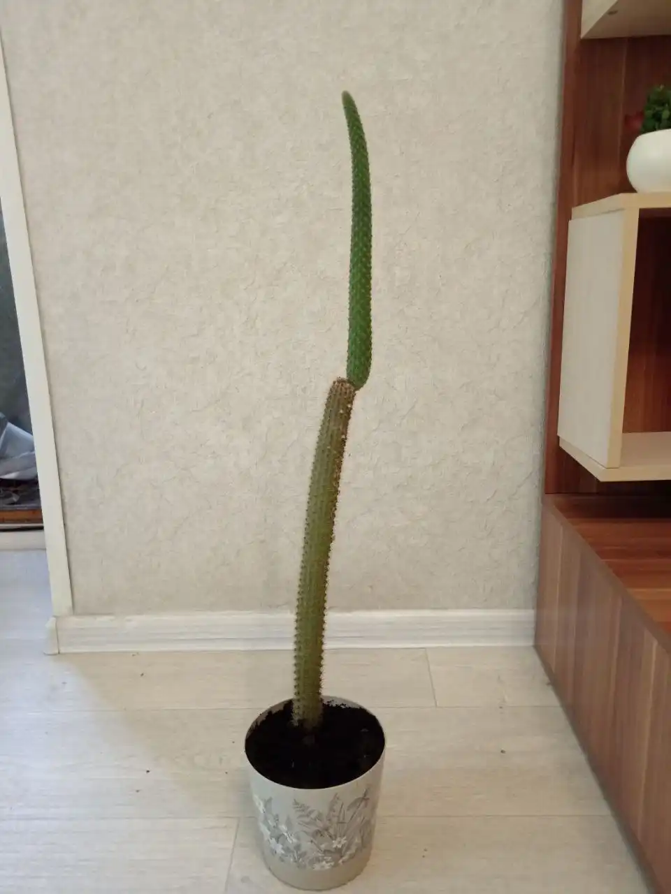 Продам опальный кактус