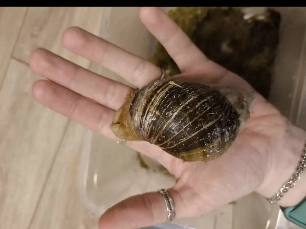 Улиткарий с ахатинами и аксессуарами - Экзотические животные (Животные) в ВОРОНЕЖ