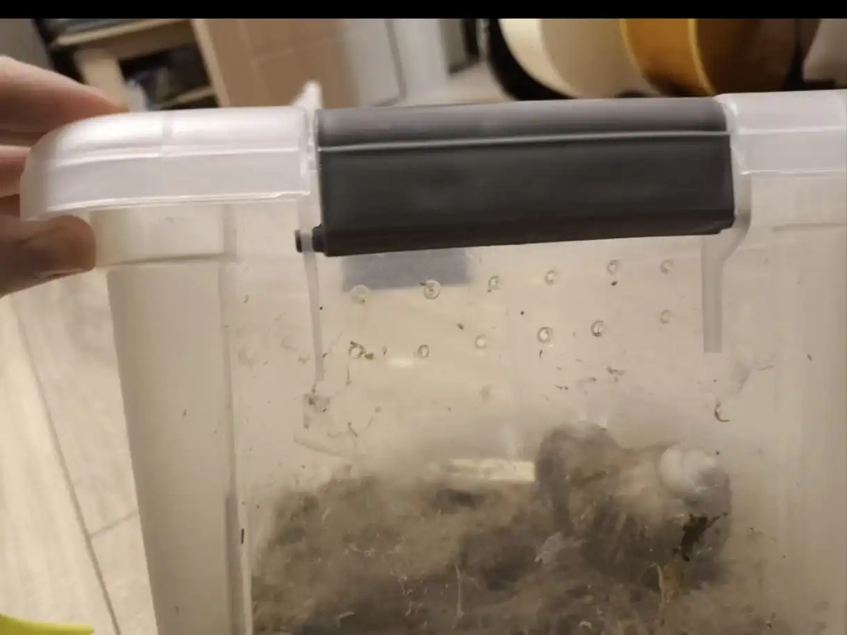 Улиткарий с ахатинами и аксессуарами - Экзотические животные (Животные) в ВОРОНЕЖ