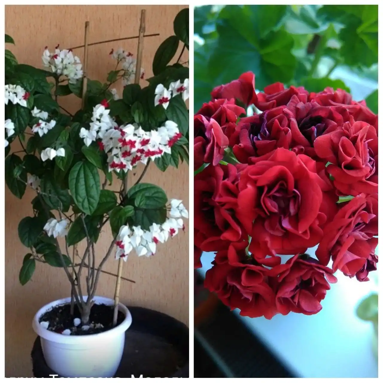 Продам розебудную герань и клеродендрум Томпсона