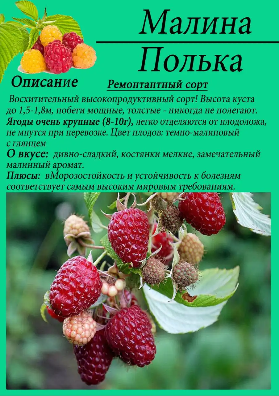 Саженцы малины