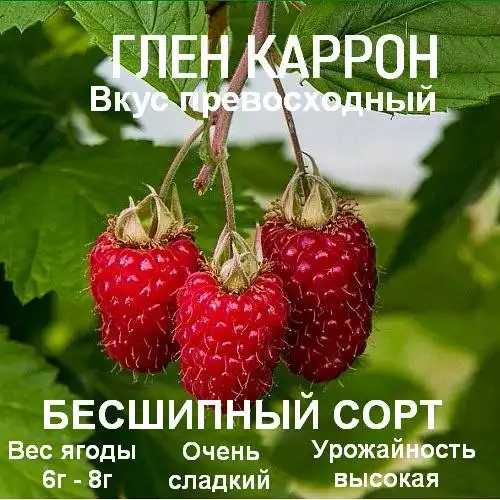 Саженцы малины