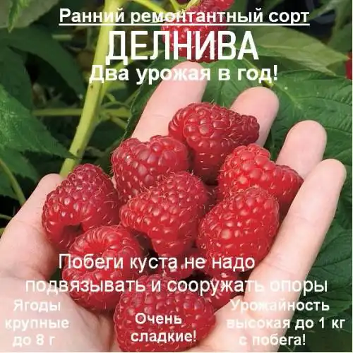 Саженцы малины