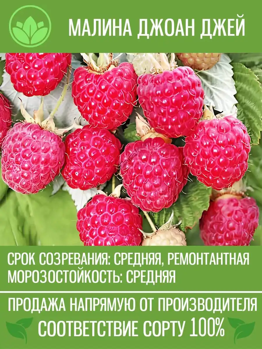 Саженцы малины