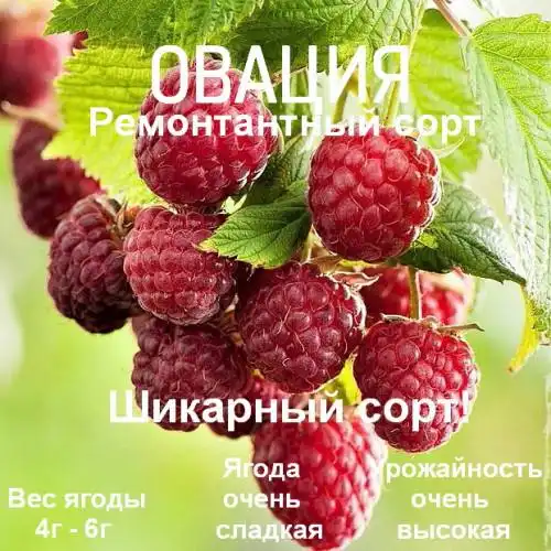 Саженцы малины