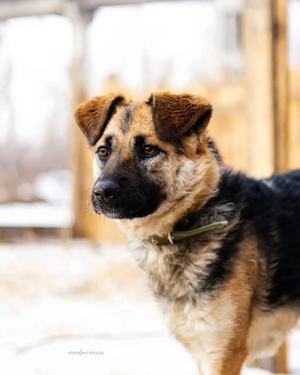 Собака для частного дома в Красноярске