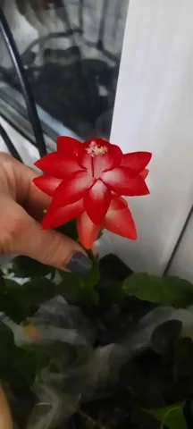 Продажа декабриста на цвету - Хобби и отдых в Красноярск