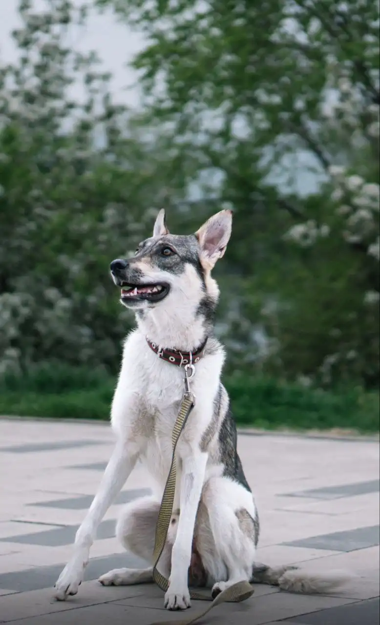 Отличный пёс ищет семью в Красноярске