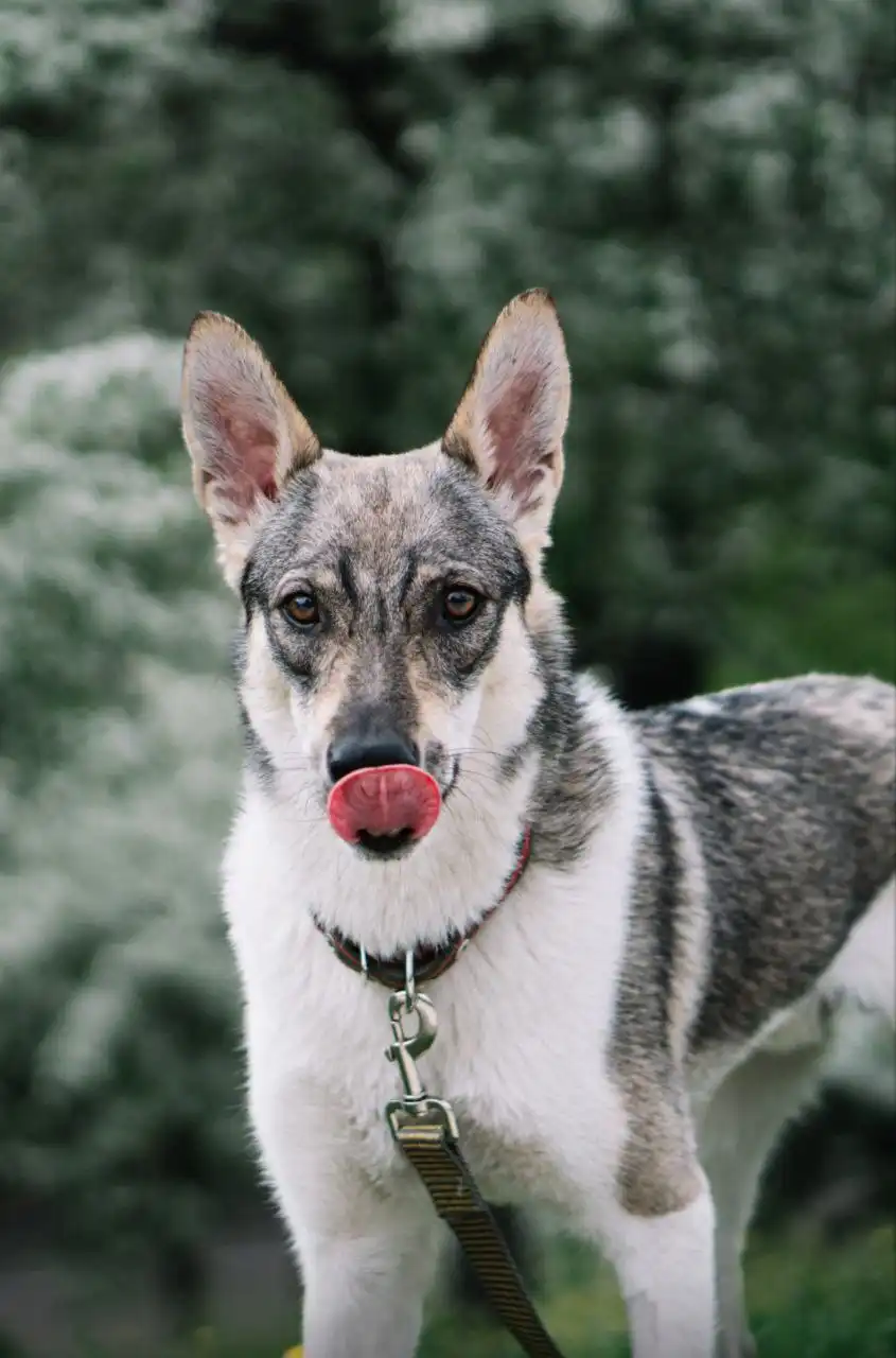 Отличный пёс ищет семью в Красноярске