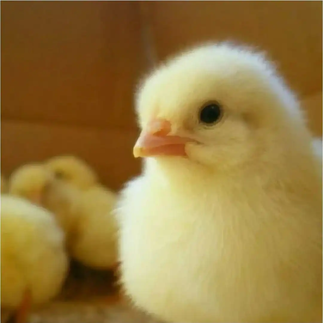 Продажа цыплят бройлеров РОС 308