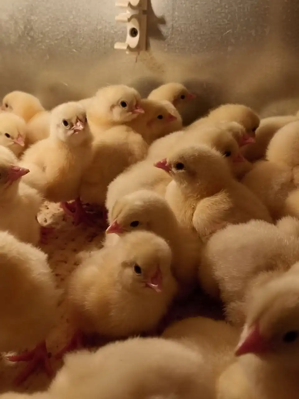 Продажа цыплят бройлеров РОС 308