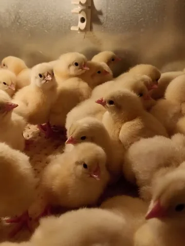 Продажа цыплят бройлеров РОС 308 - Животные в Красноярск