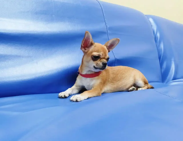 Продажа щенков чихуахуа рыжего окраса - Животные в Красноярск