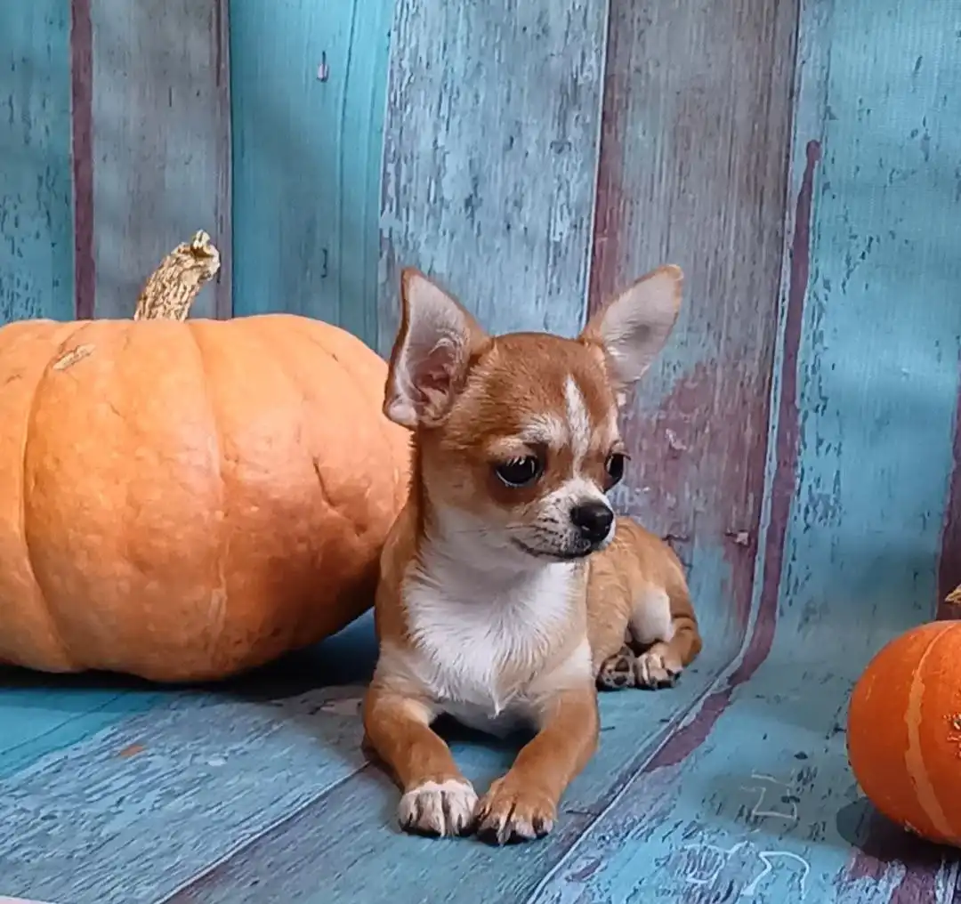 Продажа щенков чихуахуа рыжего окраса