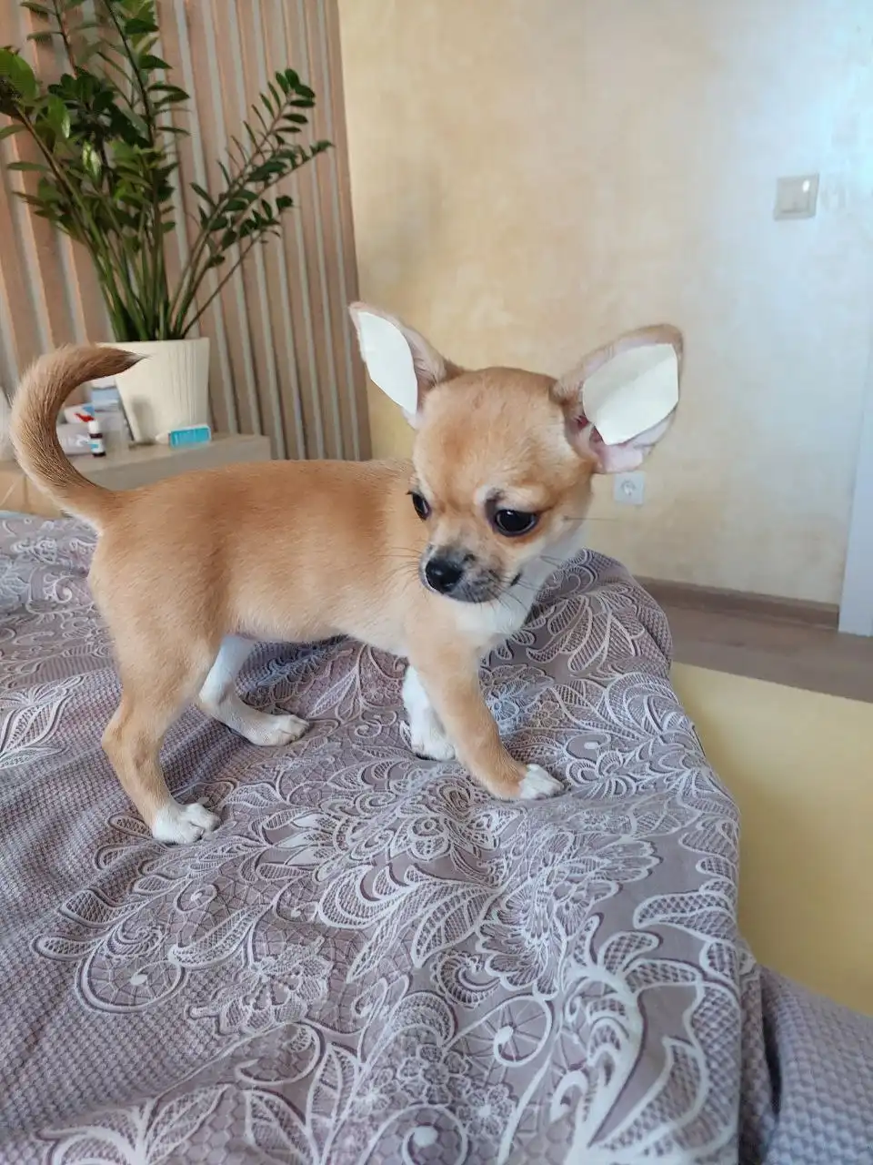 Продажа щенков чихуахуа рыжего окраса