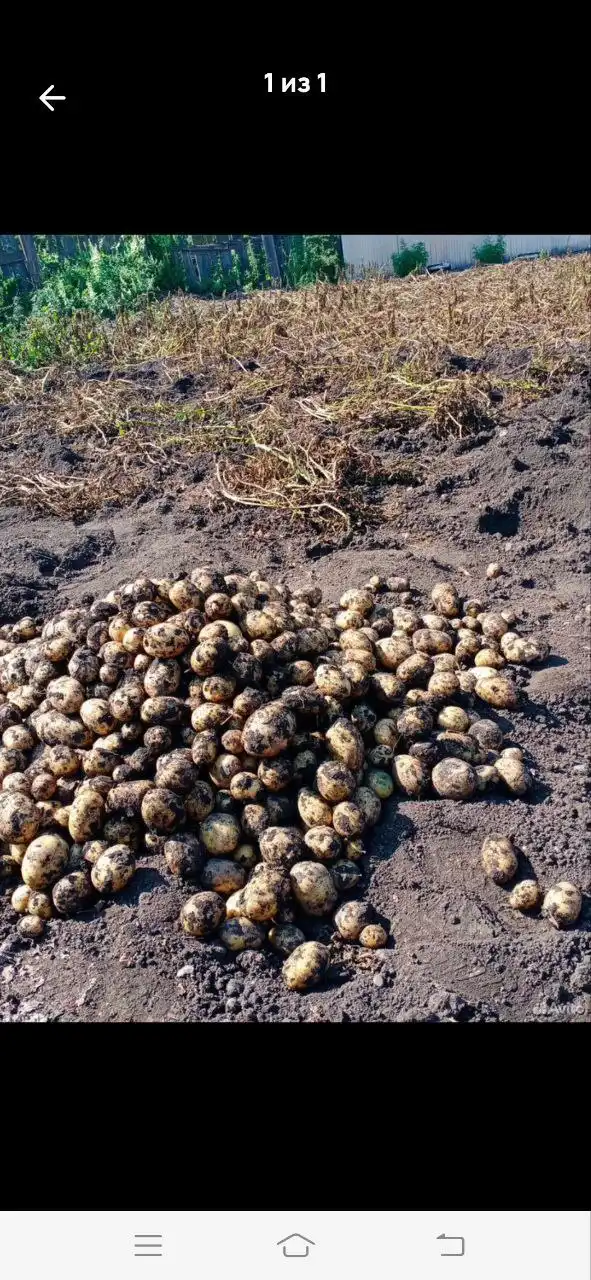 Продажа домашних солений и картошки с огорода