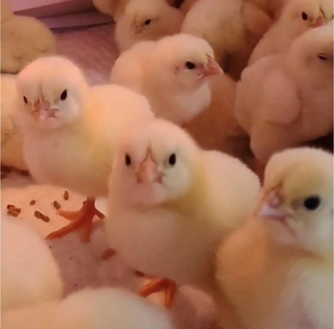 Продажа суточных цыплят бройлеров КОББ500 Чехия