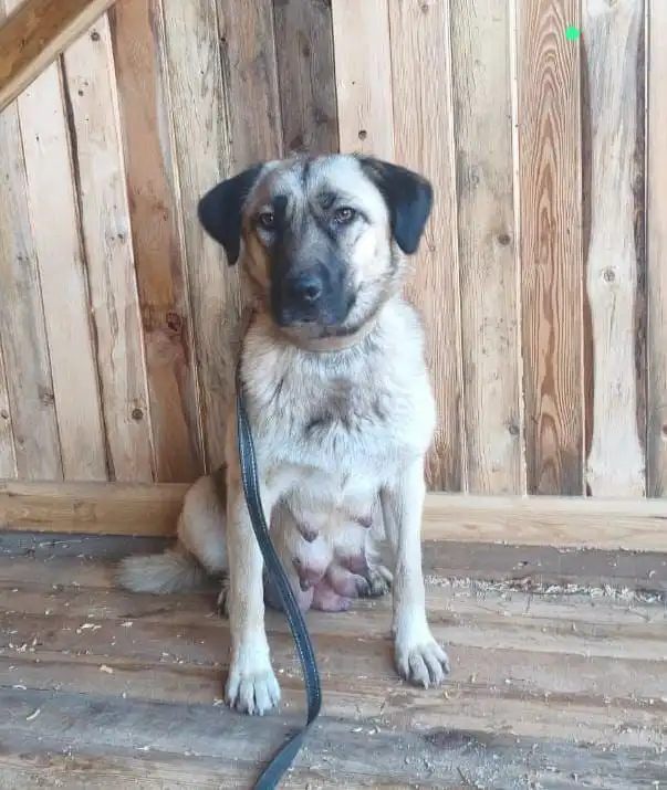 Молодая собачка Рада ищет дом