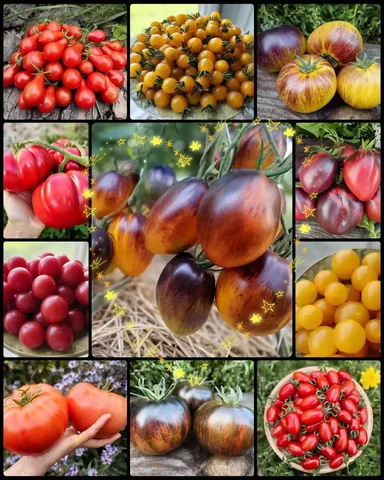 Коллекционные сорта томатов и перцев - Хобби и отдых в Ангарск